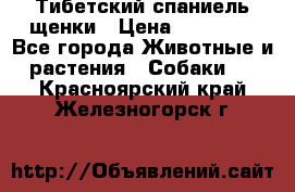 Тибетский спаниель щенки › Цена ­ 60 000 - Все города Животные и растения » Собаки   . Красноярский край,Железногорск г.